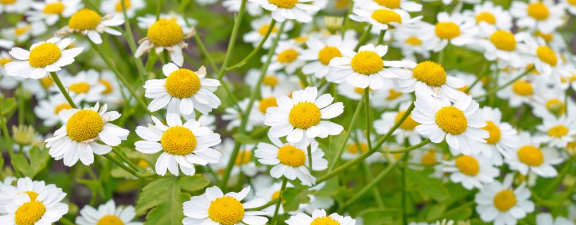 Feverfew Extract